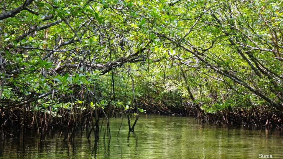 MANGROVE & FIREFLIES